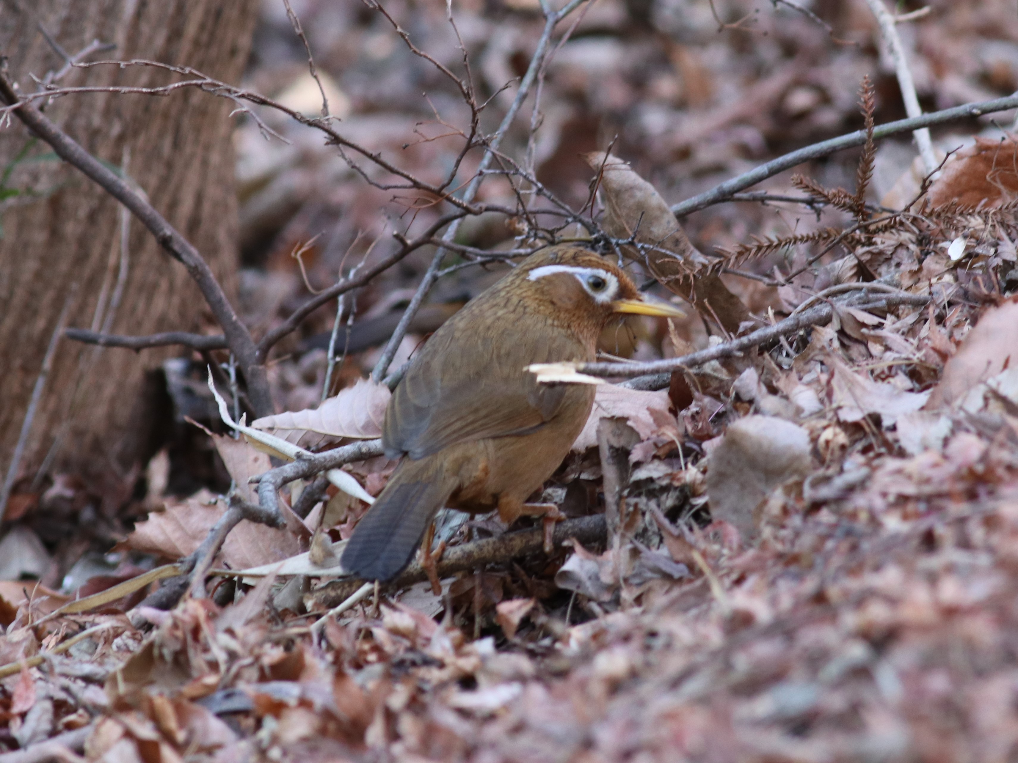 地面のガビチョウ